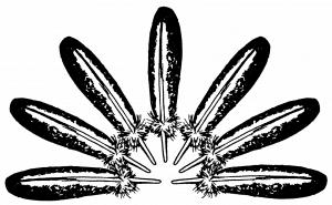 seven eagle feathers arranged in a semi-circle
