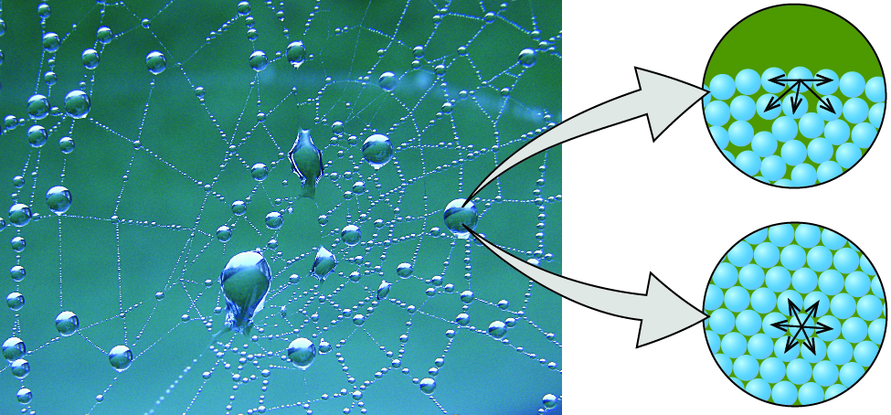 A photo of a spider’s web with droplets of water attached to it is shown. Two images are shown the right of the photo and arrows lead from the photo to the images. The upper image shows twenty eight blue spheres stacked one atop the other in the bottom of a circular background. Five arrows are drawn pointing to the sides and downward from the sphere in the top middle of the drawing. The lower image shows another circular background of the same size as the first, but this time the blue spheres fill the image and are packed closely together. A sphere in the middle has six arrows pointing in all directions away from it.